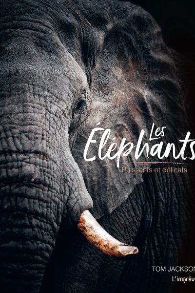 LES ELEPHANTS - PUISSANTS ET DELICATS