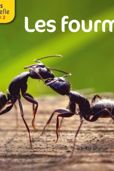 LES DOCS RIBAMBELLE CYCLE 2 ED. 2014 - LES FOURMIS
