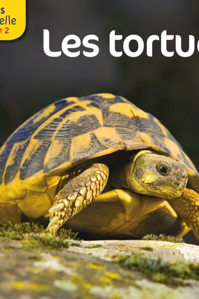 LES TORTUES  LES DOCS RIBAMBELLE CYCLE 2 ED. 2013