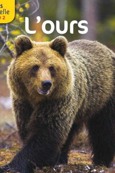 LES DOCS RIBAMBELLE CYCLE 2 ED. 2013 - L'OURS