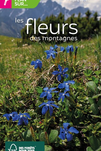GROS PLAN SUR LES FLEURS DES MONTAGNES