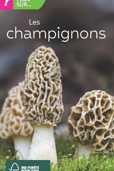 GROS PLAN SUR LES CHAMPIGNONS