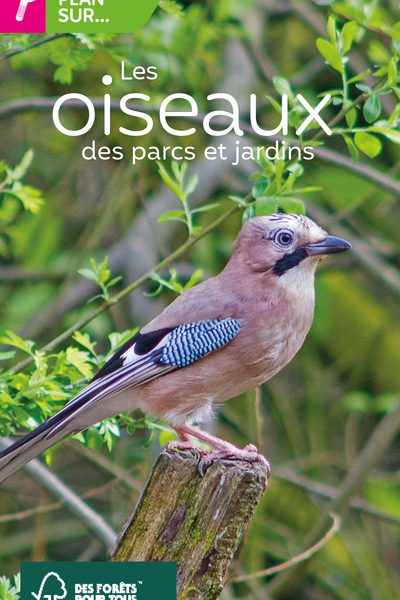 GROS PLAN SUR LES OISEAUX DES PARCS ET JARDINS
