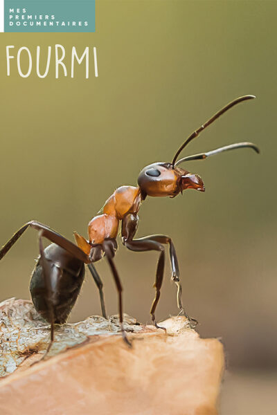 LA FOURMI - MES PREMIERS DOCUMENTAIRES