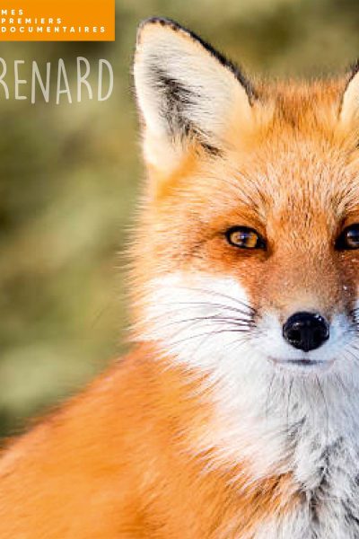 LE RENARD