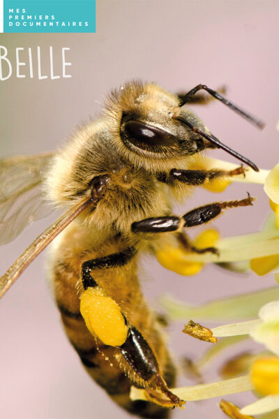 L'ABEILLE - MES PREMIERS DOCUMENTAIRES