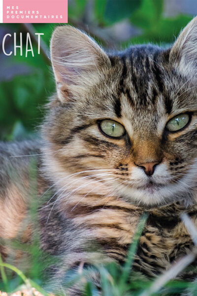 MES 1ERS DOCUMENTAIRES - LE CHAT