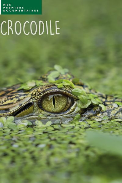 LE CROCODILE