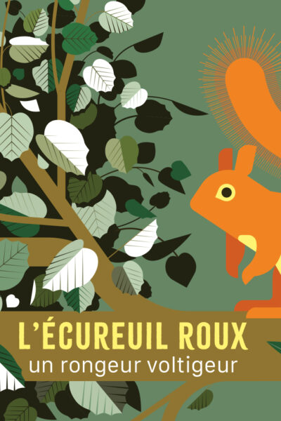 L'ECUREUIL ROUX