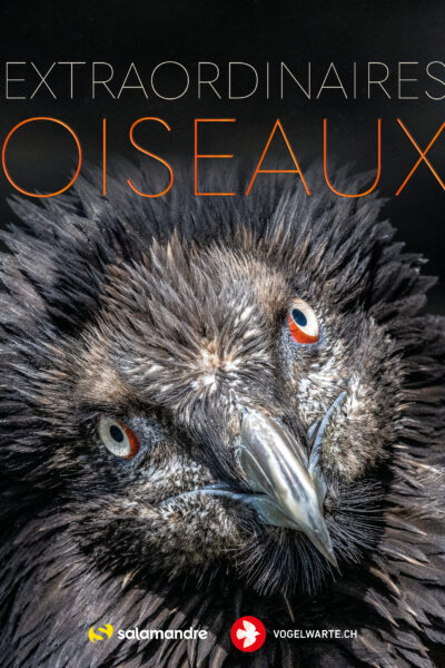 EXTRAORDINAIRES OISEAUX