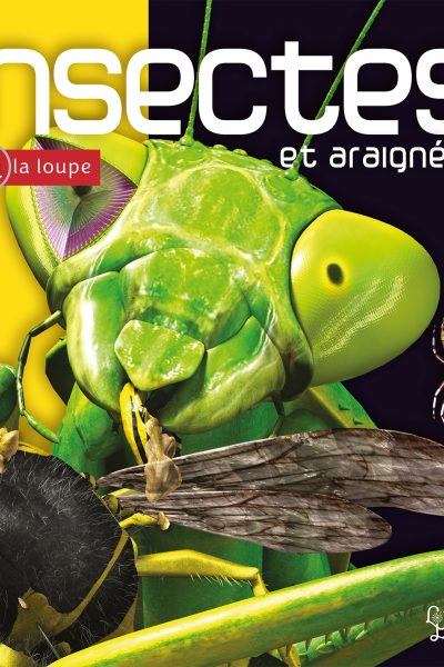INSECTES ET ARAIGNEES A LA LOUPE