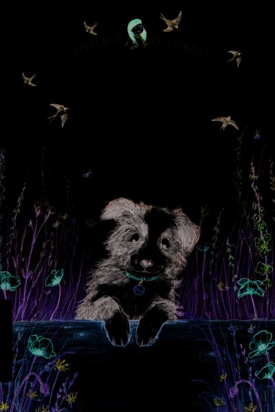 L'APPRENTIE VETERINAIRE T02 UN CHIOT NOMME STAR