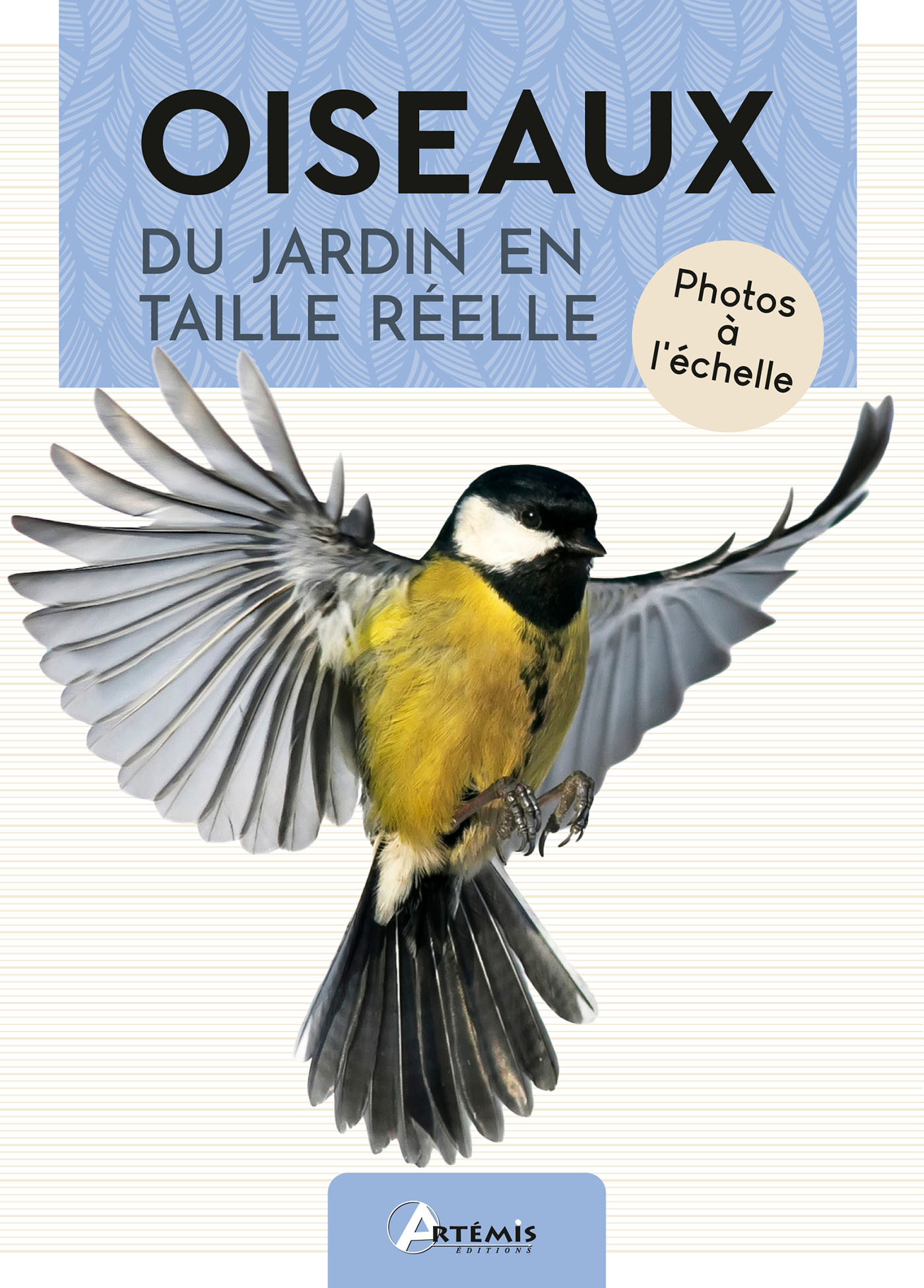 OISEAUX DU JARDIN EN TAILLE REELLE
