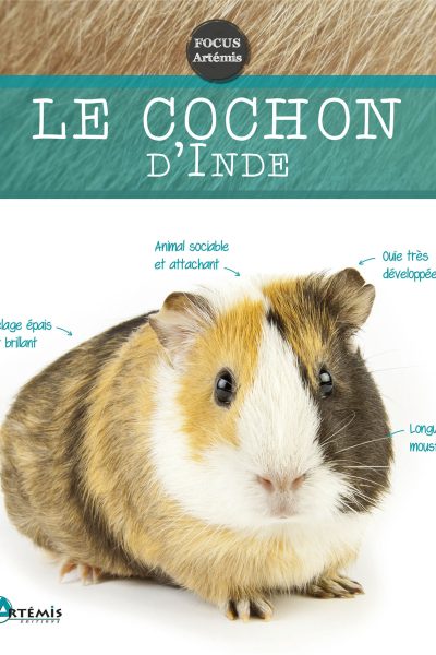 COCHON D'INDE