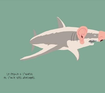 LE REQUIN  - LES SCIENCES NATURELLES