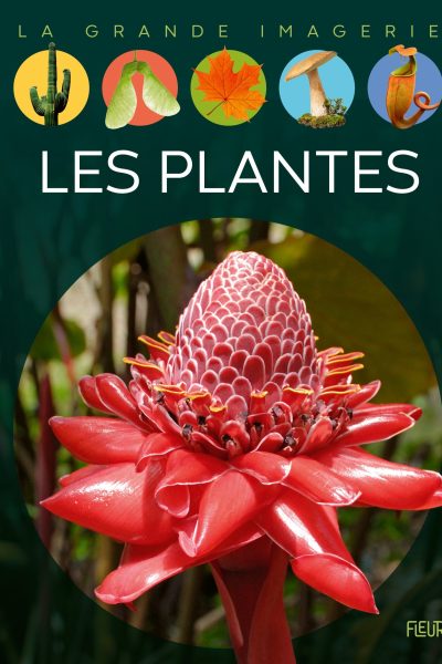 LES PLANTES