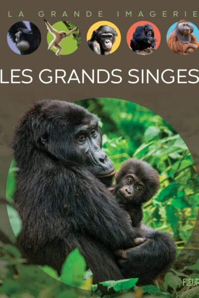 LES GRANDS SINGES LA GRANDE IMAGERIE