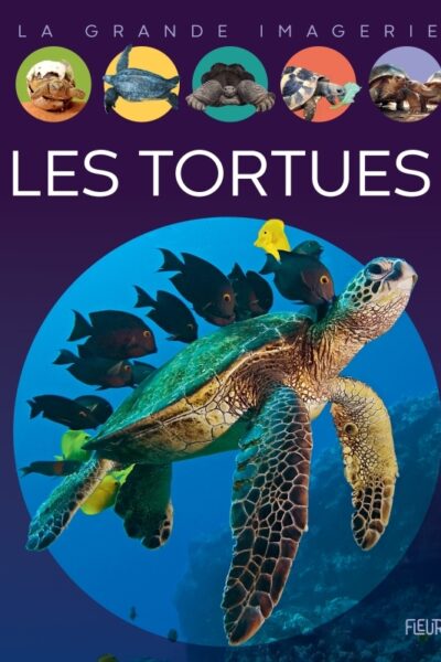 LES TORTUES