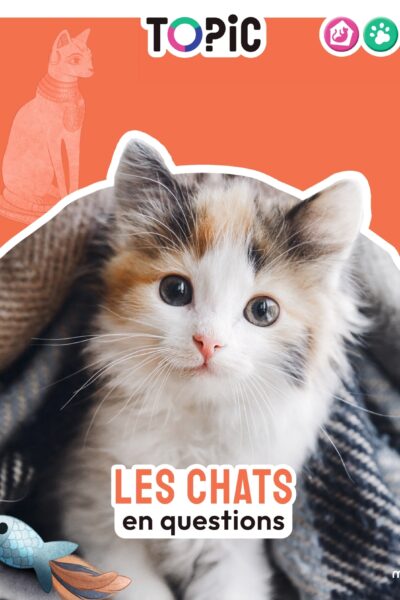 LES CHATS EN QUESTIONS - TOPIC 7+