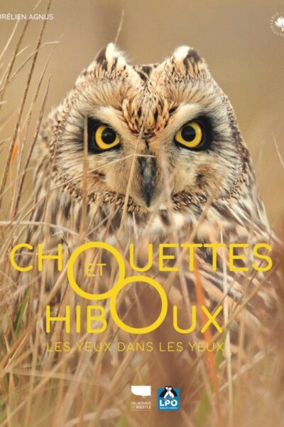 CHOUETTES ET HIBOUX - LES YEUX DANS LES YEUX